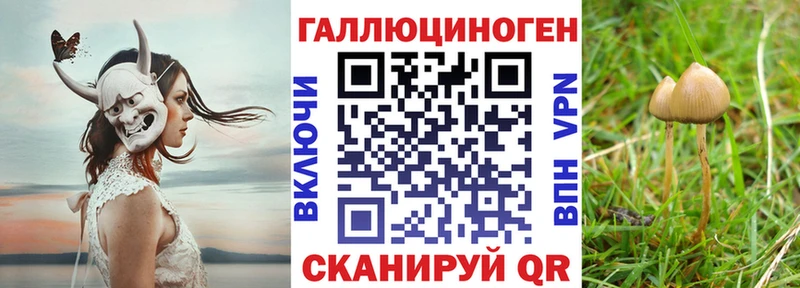 Псилоцибиновые грибы Psilocybine cubensis Петрозаводск